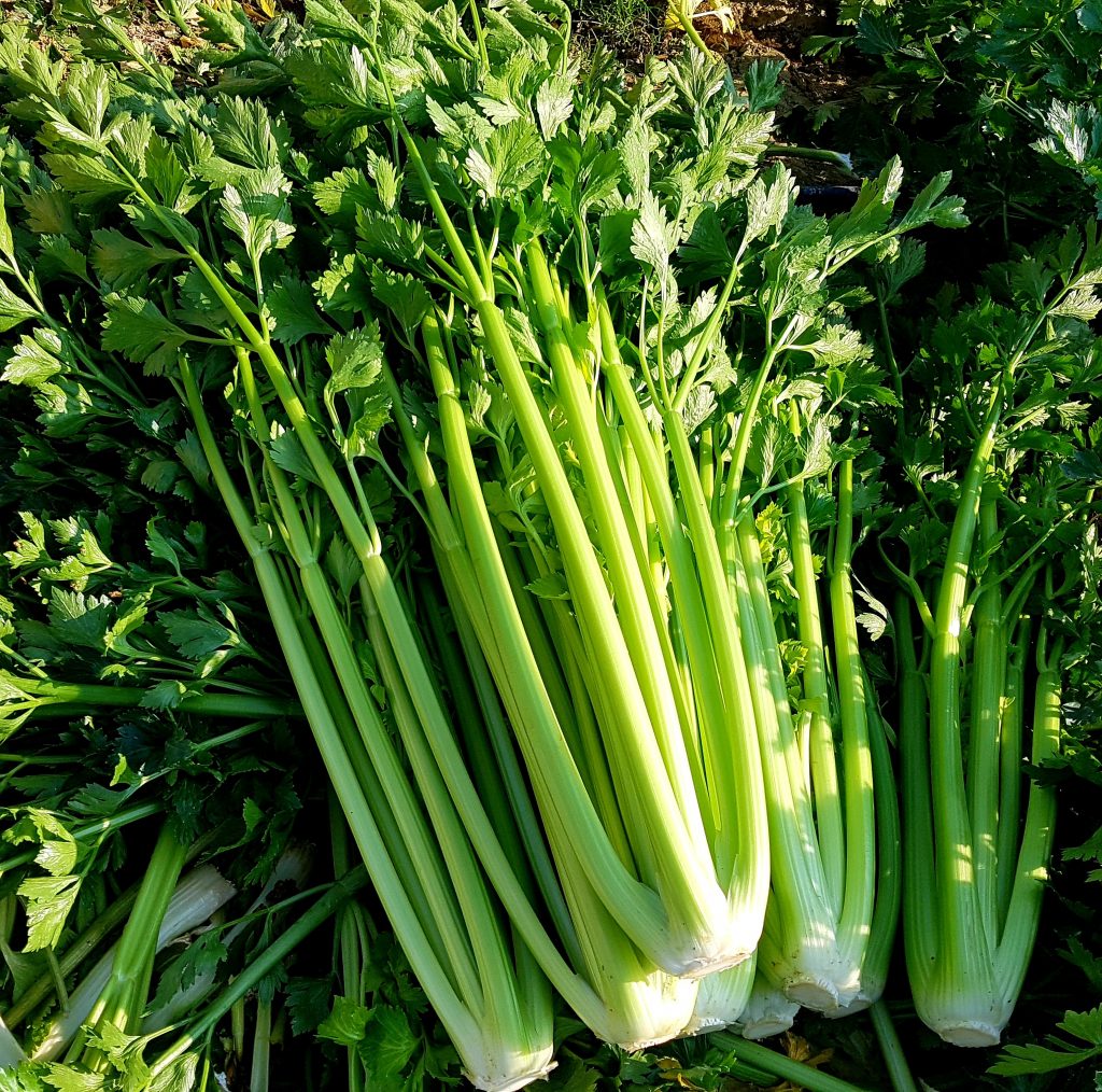  Apio Viveros Delicias